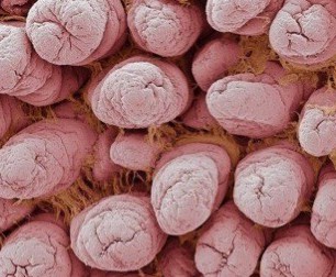 mucus membrane