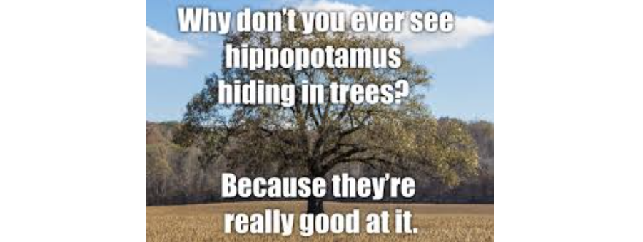 Why don't you ever see hippopotamus hiding in trees