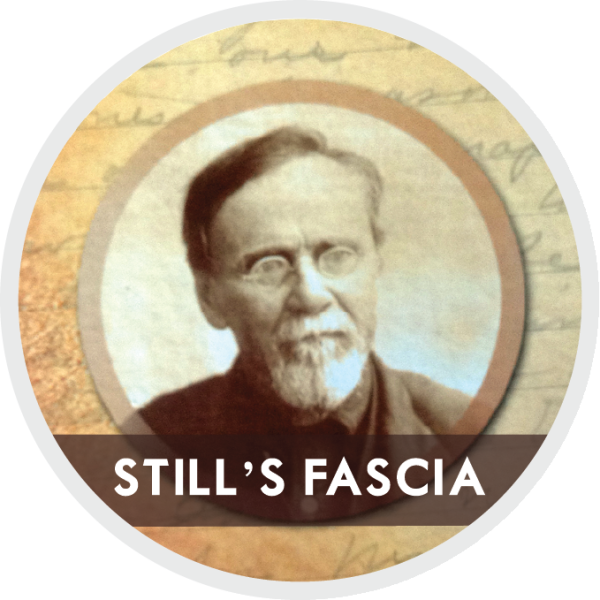 Still's Fascia